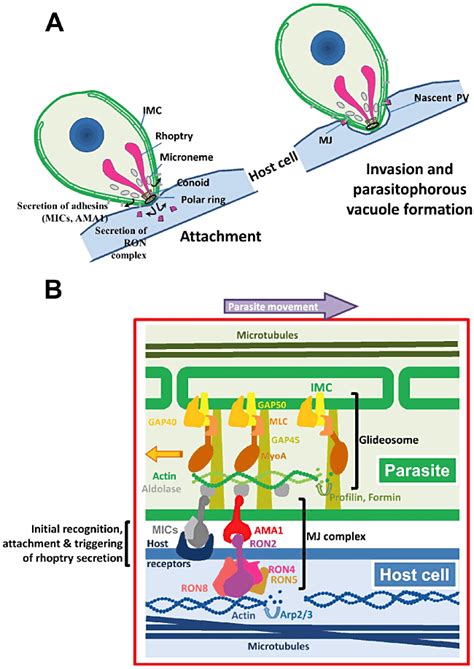  Apicomplexa는 세상에서 가장 교활한 기생충이 될 수 있나요? 숨겨진 생명체, Apicomplexa의 놀라운 세계를 살펴보세요!