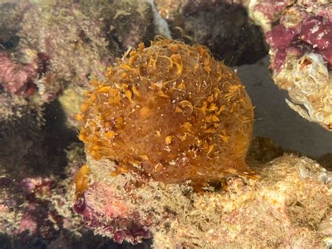  Cinachyrella! A Colorful Sponge That Lives Like Royalty Amongst the Coral Reefs