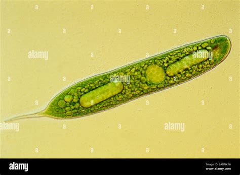  Euglena! A Single-Celled Wonder With Flagella That Wiggles Like a Dancing Worm