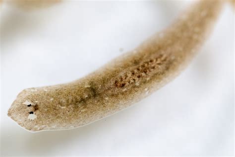  Fauciella, A Tiny Flatworm That Thrives in Both Darkness and Light!