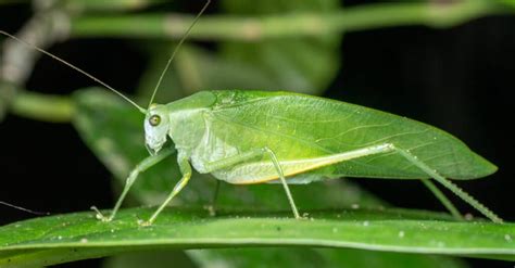   Umbrella-Winged Katydid! A Fascinating Creature That Masters Both Camouflage and Mimicry