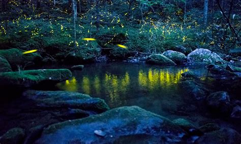  Firefly는 밤하늘을 아름답게 물들이며 반짝이는 조명처럼 빛나는 환상적인 존재!