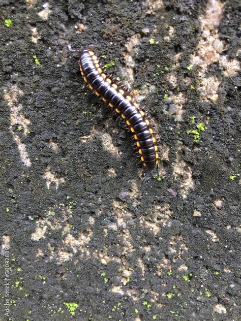  Harpaphe! A Millipede That Knows How to Party on Decayed Logs