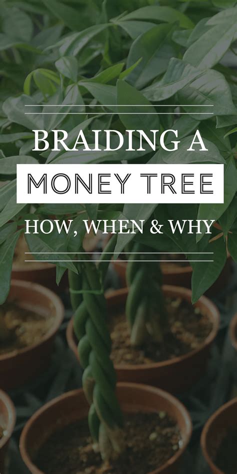 How to Braid a Money Tree: Unraveling the Mysteries of Financial Growth and Mythical Botany