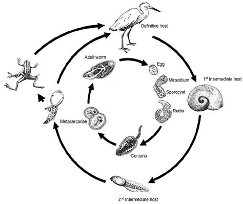  Neoderus! The Tiny Trematode That Lives A Life Of Exquisite Parasitism