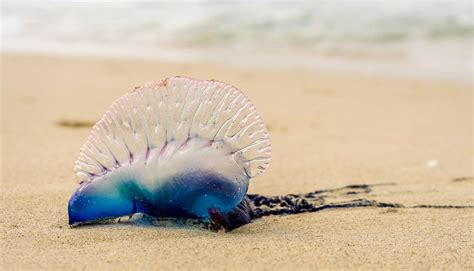  Physalia physalis,  The Undisputed King of Stinging Tentacles That Glides Gracefully Through Oceanic Currents!