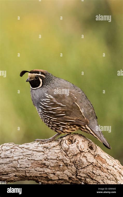  Quail! A Tiny Ground-Dwelling Bird Known For Its Exquisite Camouflage Patterns And Surprisingly Loud Calls