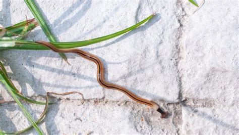  Ribbon Worm: An Underwater Dancer With Incredible Regeneration Abilities!