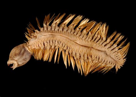  Umbonellia! A Marine Worm That Resembles Both an Elegant Plume and a Hungry Vacuum Cleaner