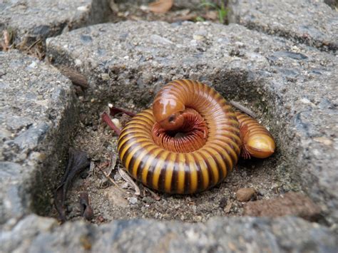  Uncouth Millipede: An In-Depth Exploration into the Fascinating World of This Earthly Crawling Wonder!