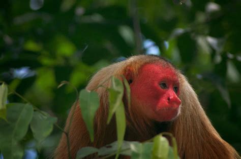  Utilize Your Curiosity! Unearth the Intriguing Lifestyle Habits of the Ursine Mammal Called Uakari!