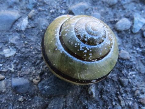  Vancouver Island Snail: A Coastal Dweller With a Remarkable Shell