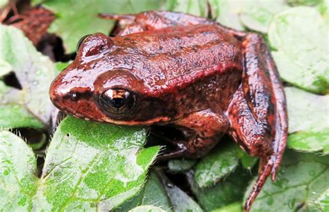  Xantus's Red-legged Frog: A Tiny Amphibian With Legs Like Ruby Slippers!