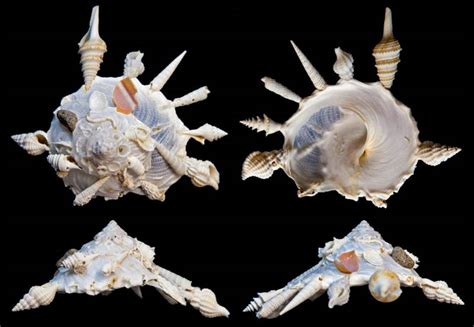  Xenophora! The Unpredictable Gastropod Masterpiece of Seashells 