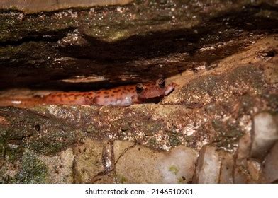  Xenosaur! A Salamander Hiding Secrets Deep Within the Caves