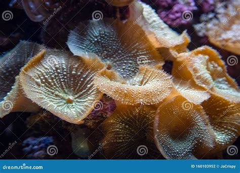  Yellow Fungus Coral: This Striking Underwater Garden Ornament Lives a Surprisingly Complex Life!