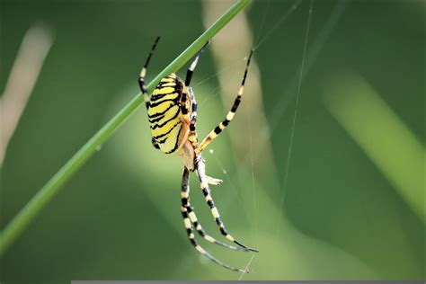  Yellow Garden Spider! Its Tiny Legs Spin Intricate Webs Like Master Craftsmen