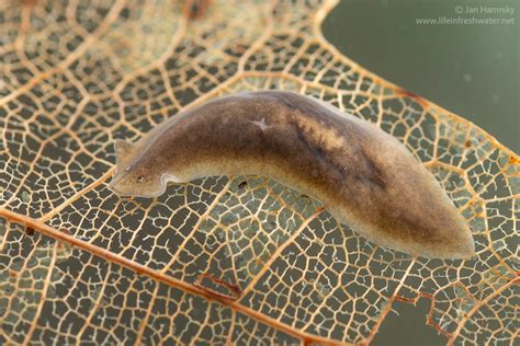  Zeuxapta! Can You Believe This Flatworm Lives in Freshwater Habitats?