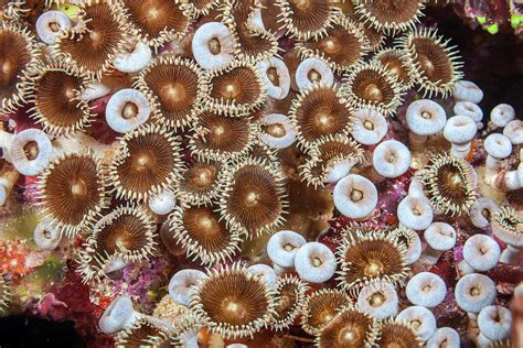  Zoanthid! This Colorful Colonial Animal Lives Underwater Like an Aquatic City